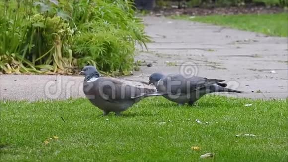 英国木鸽在肯特公园进行交配仪式视频的预览图
