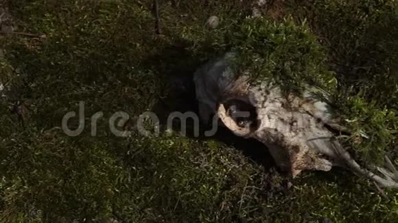 树桩上森林中的老动物骨头视频的预览图