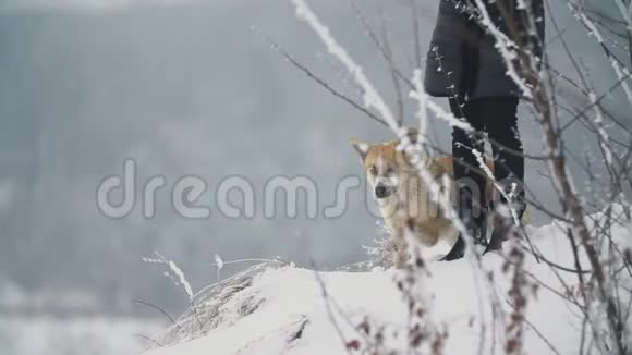 狗在雪地里奔跑视频的预览图