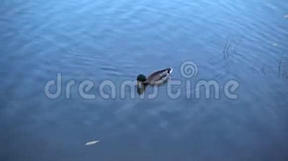 城市池塘里的鸭子视频的预览图