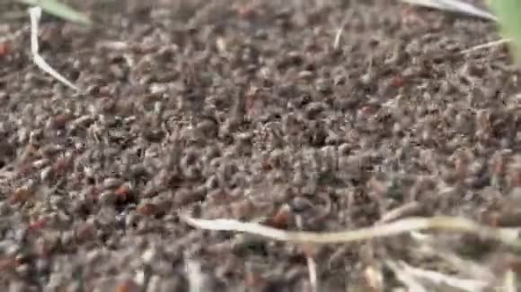 荒野平原上的蚂蚁群视频的预览图
