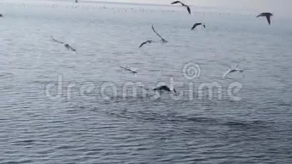 海鸥在湖水中飞翔和觅食视频的预览图