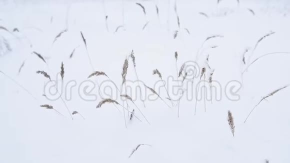 雪中枯黄的草视频的预览图