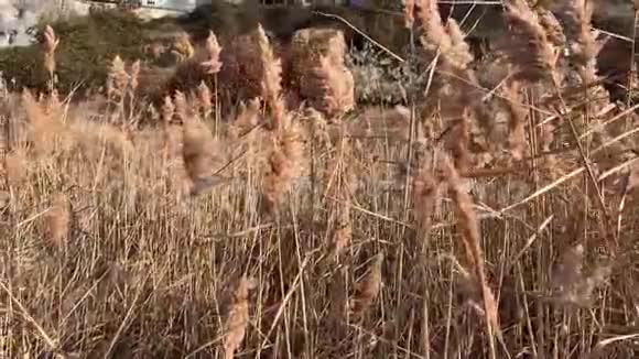 一种干燥的植物穗视频的预览图