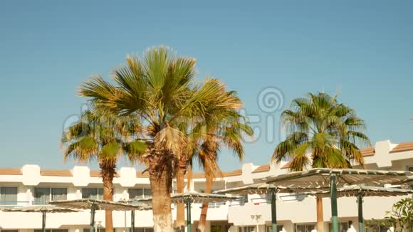 蓝天背景上的棕榈树视频的预览图