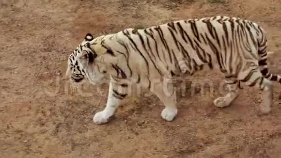 白红色的老虎走在裹尸布上视频的预览图