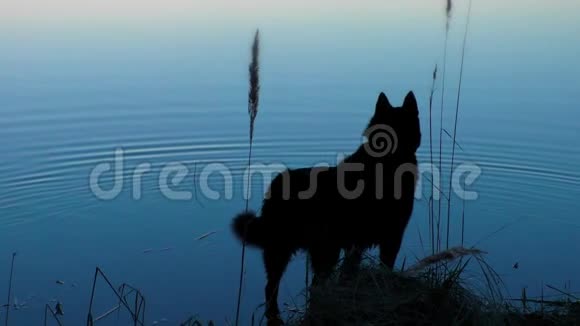 日落时水中的狗视频的预览图