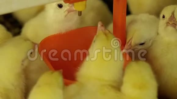 肉鸡新生鸡饮水碗饲养系统视频的预览图