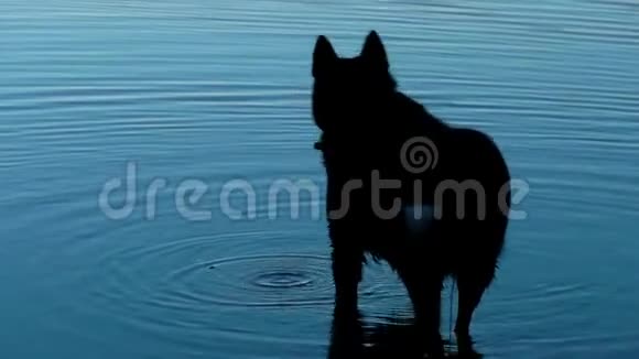 日落时水中的狗视频的预览图