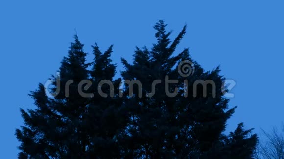 寒冷的夜晚风中的树木视频的预览图