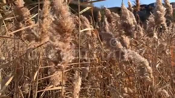 一种干燥的植物穗视频的预览图