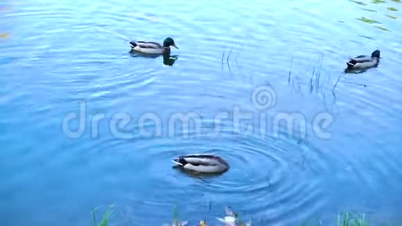 城市池塘里的鸭子视频的预览图