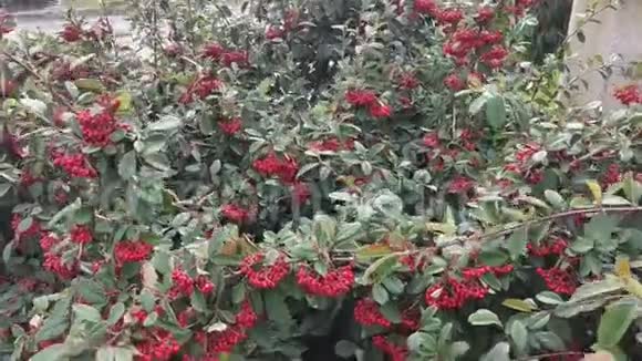 在有红色水果的灌木上旅行视频的预览图