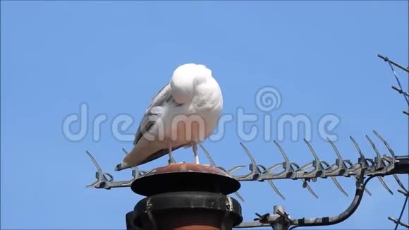 海隆海鸥在屋顶上修剪和清理羽毛视频的预览图