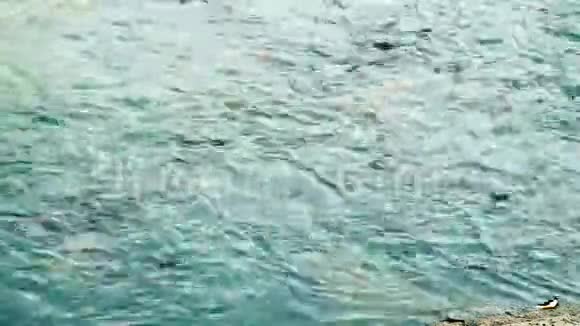 池塘里的大鱼视频的预览图