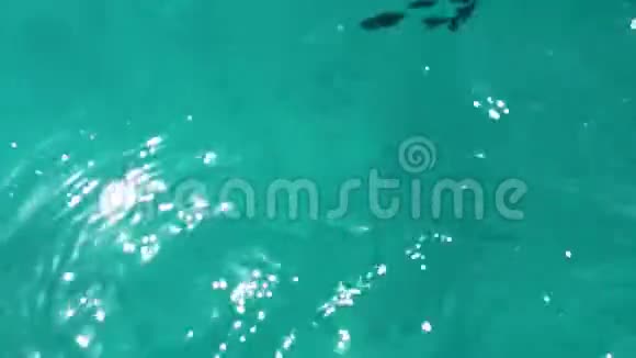 穿着蓝色比基尼带浮潜设备在水下潜水的运动健美女孩视频的预览图