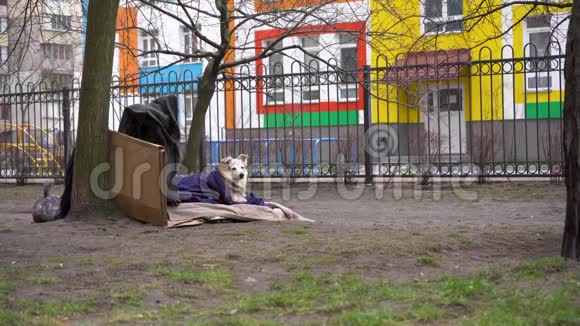 无家可归的狗用毯子盖着视频的预览图
