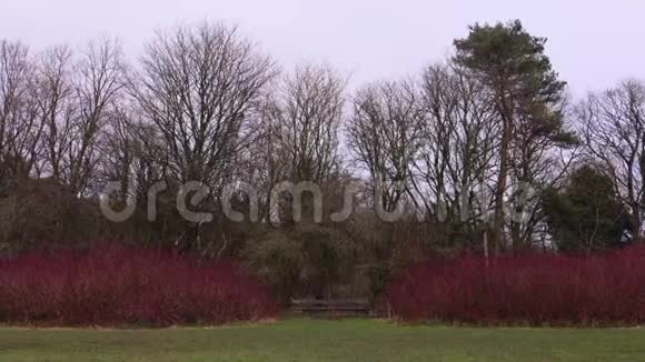 一张在当地公园里的空木凳视频的预览图