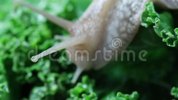 大蜗牛吃一片叶子宏观视频的预览图