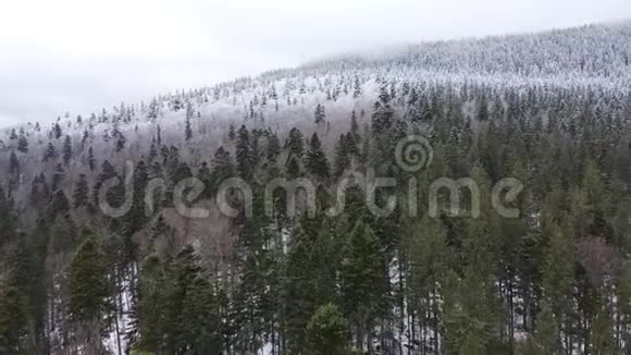 松林一半被雪覆盖着视频的预览图