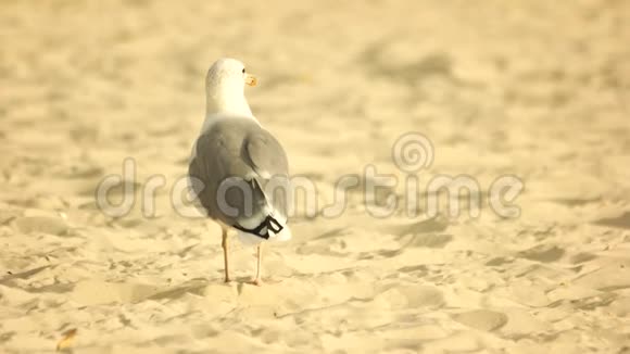 海鸥站在沙滩上视频的预览图