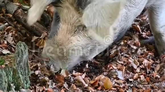 猪在国家公园新森林视频的预览图