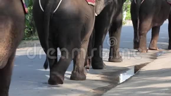 一群大象在路上视频的预览图