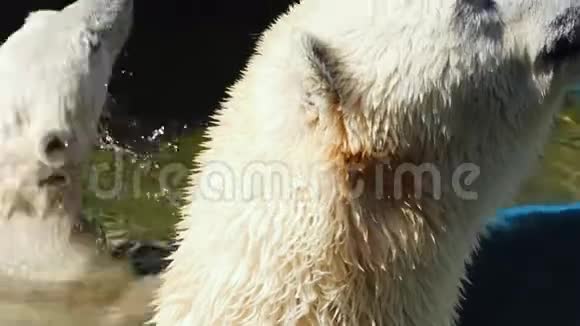 北极熊和幼崽玩视频的预览图
