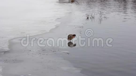 鸭子要在冬天的冰上游泳视频的预览图