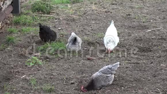 自由快乐的小鸡视频的预览图