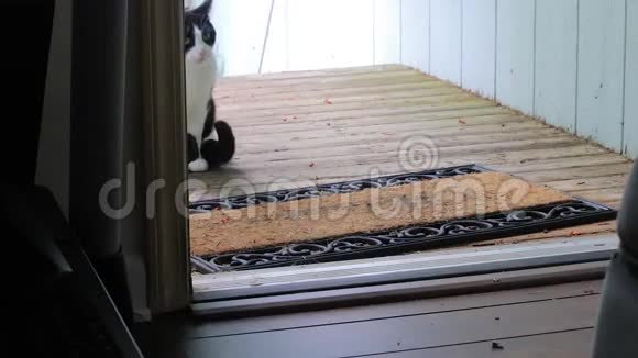 猫穿过门视频的预览图
