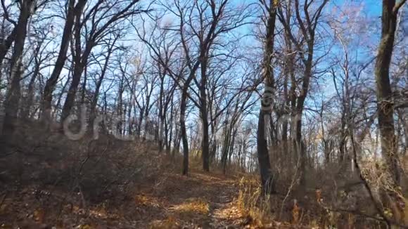 运动员沿着秋天森林的小径奔跑后视图视频的预览图