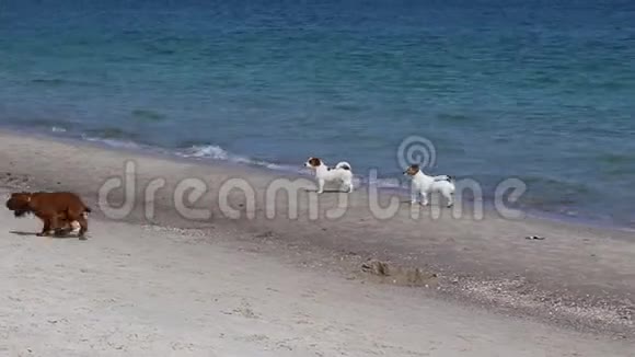 狗在海滩上散步杰克罗素猎犬在阳光明媚的一天在海边玩得很开心视频的预览图