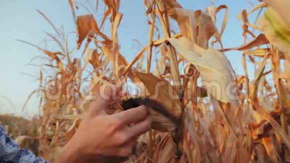 农夫把玉米棒放在田里视频的预览图