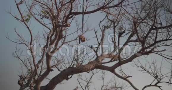 挂在树上的石头视频的预览图