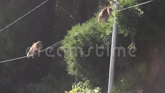 大猴子爬杆和电缆视频的预览图