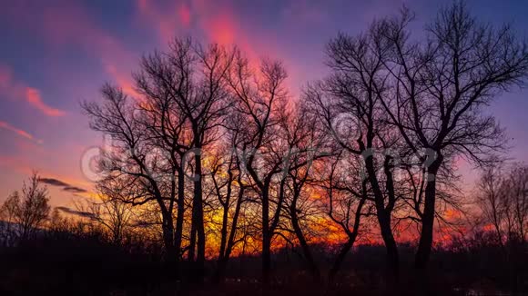 秋天的日落美丽的日落背景下没有叶子的树粉红色的云彩在夕阳中移动视频的预览图