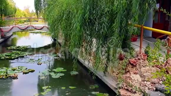 运河与睡莲视频的预览图