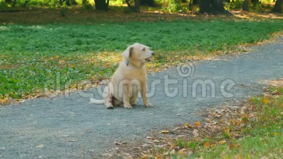 家狗正坐在公园的小路上视频的预览图