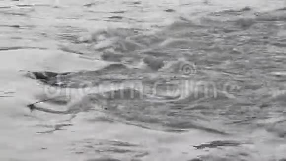 冬天河水泛滥视频的预览图