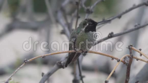 安娜树枝上的蜂鸟视频的预览图