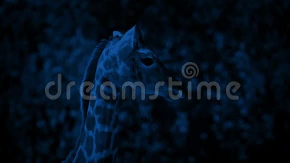 小长颈鹿在晚上视频的预览图