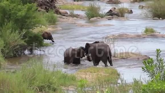 大象在萨比河边玩耍和打架视频的预览图