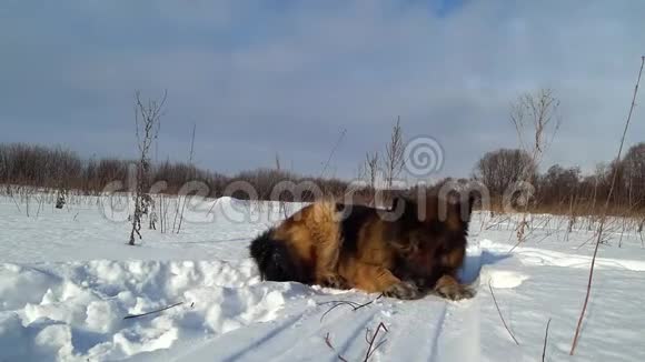 德国牧羊犬躺在雪地里视频的预览图