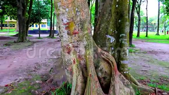 巨大的树干绿色森林中的大树根和阳光春天草甸根一棵大树有新鲜的绿叶草视频的预览图