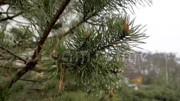松枝上的雨点视频的预览图