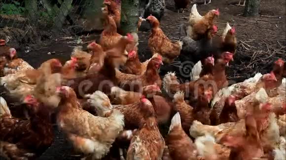 农场里的免费范围鸡视频的预览图