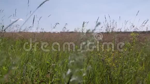 草在风中摇曳视频的预览图