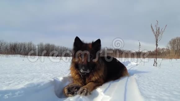 德国牧羊犬躺在雪地里视频的预览图
