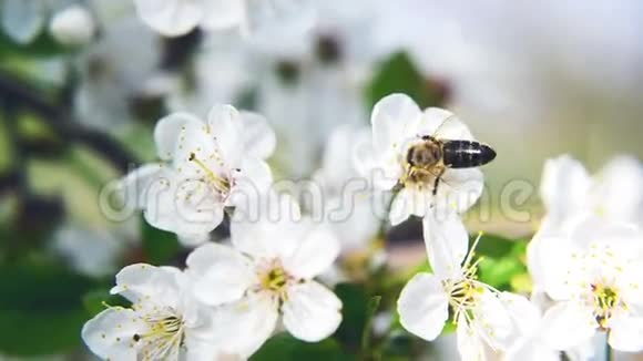 蜜蜂从梨花收集花粉视频的预览图